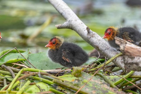 Eurasian Coot (Fulica atra) chicks waiting for food. Bas Rhin, Alsace, France, Europe