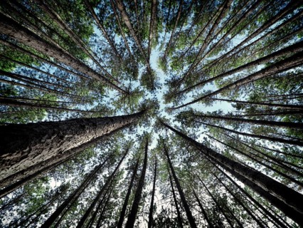 Artistic abstract image of tall pine forest tree tops over blue sky, Muskoka, Ontario, Canada,