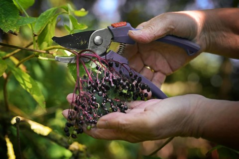 Hands harvesting elderberries with garden shears in autumn for cooking healthy juice, jelly or