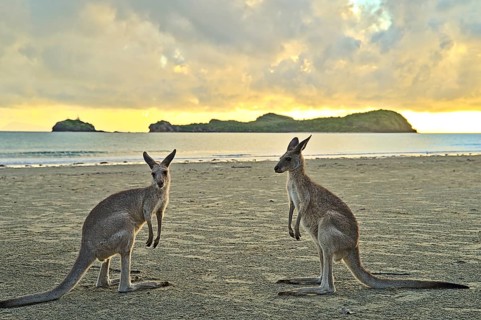 Kangaroo during sunrise at Cape Hillsborough. They disappear as soon as it becomes too hot