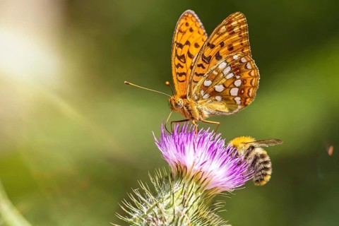 Closeup macro shot of a beautiful colourful Dark Green Fritillary butterfly and bee on a thistle