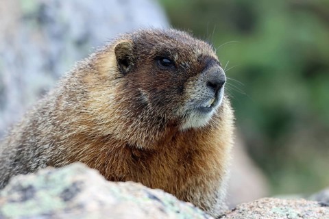 Marmot, USA, North America