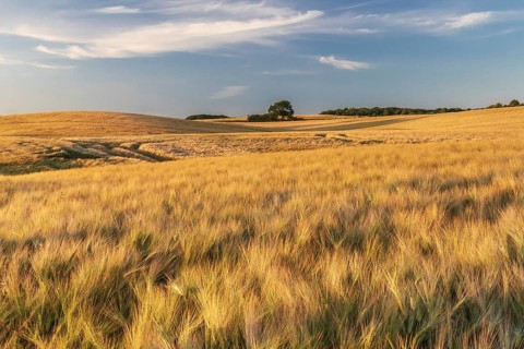 Field of barley in evening light near Ulsnis in Angeln in Schleswig-Holstein, Germany. Field of