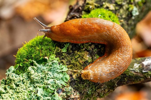 Slug (Spanish slug, Arion vulgaris) crawling on a moss-covered branch with lichens, detailed