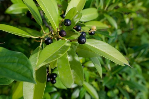 Laurel cherry (Prunus laurocerasus), poisonous plant, Schwäbisch Hall, Hohenlohe,