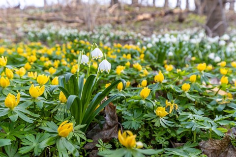 Early bloomers Winter aconites and spring snowflakes Zehling nature reserve Ballenstedt