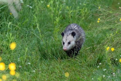 Opossum is native American animal
