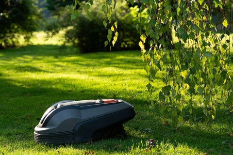 Ein Rasenmähroboter auf einer grünen Wiese im Sonnenlicht in einem Garten mit Bäumen, The mowing