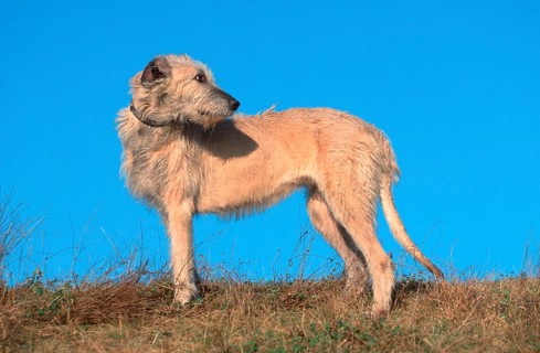 Irish Wolfhound, page