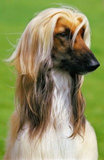 Afghan Hound, Portrait of a Dog