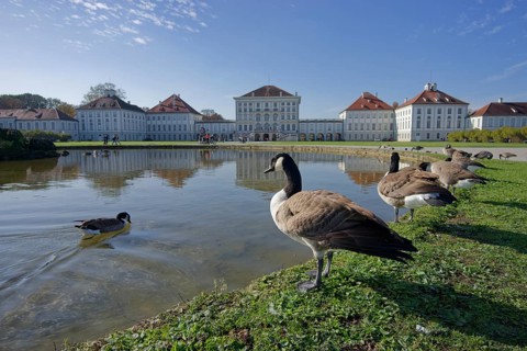 Canada geese in front of Nymphenburg Palace, Munich, Bavaria, Free State, Isar, Germany, Europe