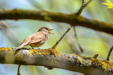 The nightingale sings, having opened a beak, sitting on a branch in a nature reserve in the