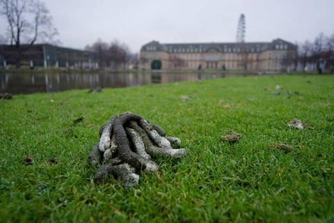 Goose droppings on the banks of the Eckensee, wild goose problem, wild geese, wild goose, Nile