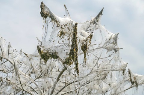 Mass emergence of ermine moth caterpillars (Yponomeutidae) and their nesting webs hanging on in the