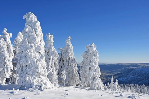 Winter landscape, trees with hoarfrost, Hornisgrinde, Central Black Forest nature park Park,