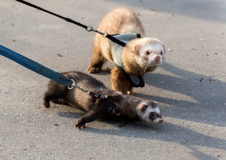 Two ferret for a walk with a collar and leash