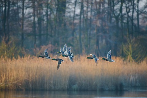 Mallards (Anas platyrhynchos) flying over a pond in the morning light in front of autumnal forest,