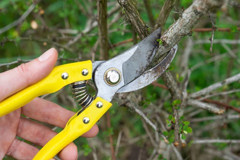 Pruning branches of the barberry bush with pruner shears in spring. The formation of the crown of a