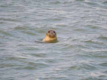 Harbour seal (Phoca vitulina) at the Dutch North Sea, Brouwersdam, province of South Holland,