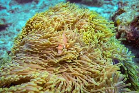 Pink skunk clownfish trying to hide, The Maldives