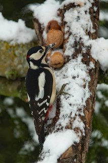 Great spotted woodpecker (Dendrocopos major), Great spotted woodpecker