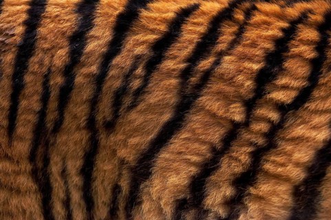 Siberian Tiger (panthera tigris altaica), Close up of Skin