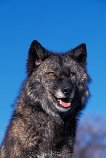 MACKENZIE VALLEY gray wolf (canis lupus) mackenzii, PORTRAIT OF AN ADULT, CANADA