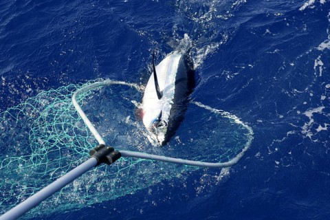 Blue fin tuna Mediterranean big game fishing and release