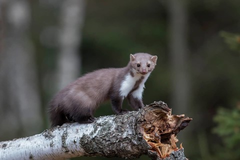 Stone marten, Martes foina, stone marten