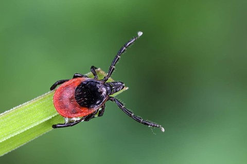 Castor Bean Tick, Ixodes ricinus, tick