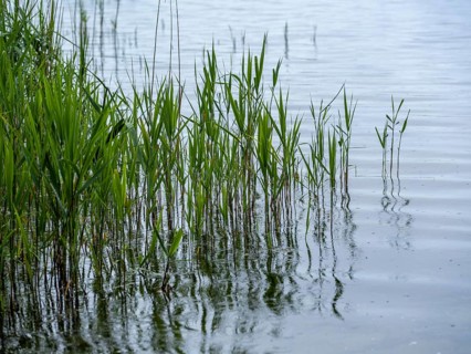 Common reed (Phragmites australis) on the shore of Lake Schaalsee, Zarrentin am Schaalsee,