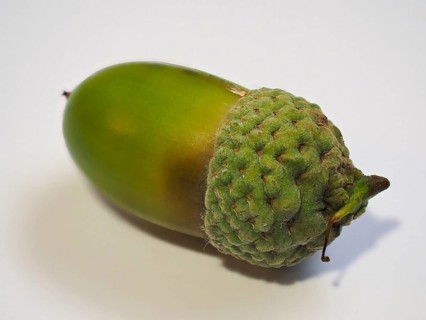 Acorn nut fruit of oak trees (Quercus), white background, North Rhine-Westphalia, Germany, Europe
