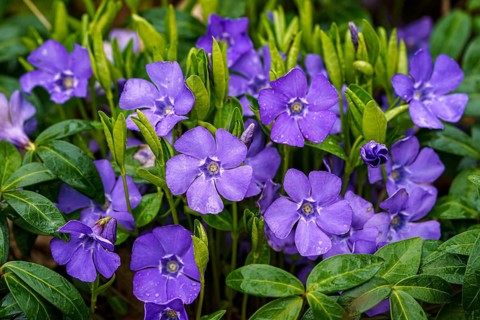 Purple blue flowers of periwinkle, vinca minor