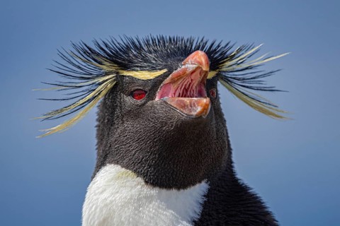 Rockhopper penguin (Eudyptes chrysocome), portrait, Pebble Island, Falkland Islands, Great Britain,