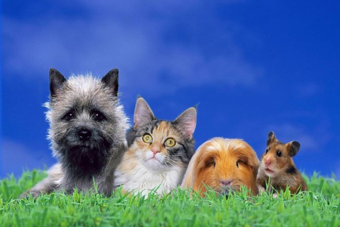 Pets: Cairn Terrier, Norwegian Forest Cat, Coronet Guinea Pig Pig and Golden Hamster, pets: Cairn