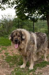 Tornjak, Croatian shepherd dog, guard dog, chain dog, on chain
