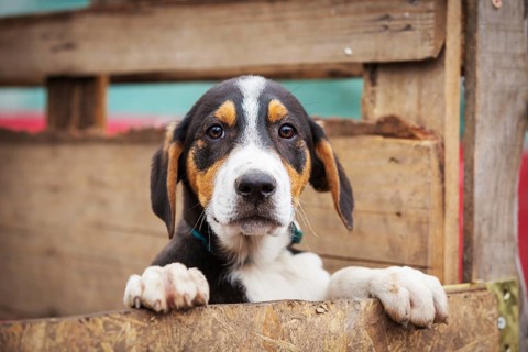 Portrait of sad dog puppy in shelter behind fence waiting to be adopted