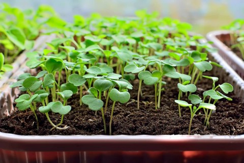 Arugula seedlings close up growing on the windowsill in a plastic box