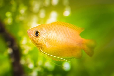 Honey gourami (Trichogaster chuna) tropical aquarium fish in fish tank. aquaria concept