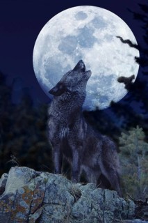 European Wolf (canis lupus), Adult Baying at the Moon