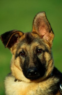 German Shepherd Dog, Puppy
