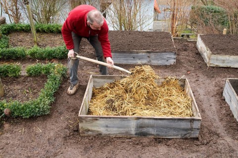 Cold frame, manure bed, straw and manure is filled in