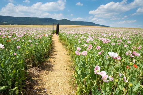 Opium poppy field, Germerode, Werra-Meissner district, Hesse, Germany, Europe