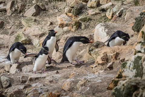 Rockhopper penguins (Eudyptes chrysocome) on the way to their colony, Pebble Island, Falkland