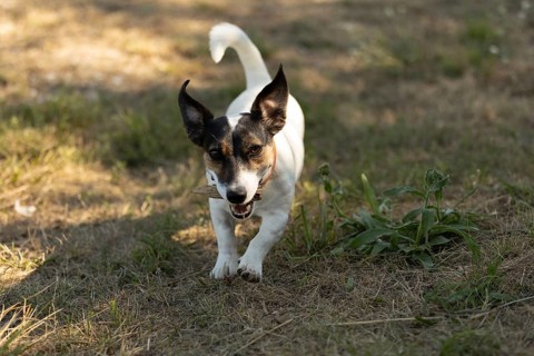 Close-up portrait of a cute happy dog jack russell terrier playing in park outdoors, running