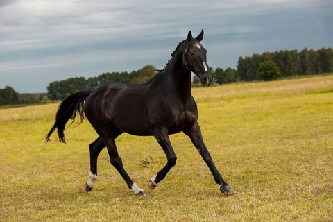 Black warmblood gelding in the meadow, Germany, Europe