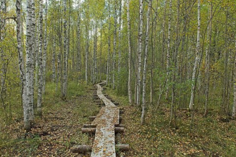 Nature trail with wooden duckboards in autumn forest with leaves on the ground