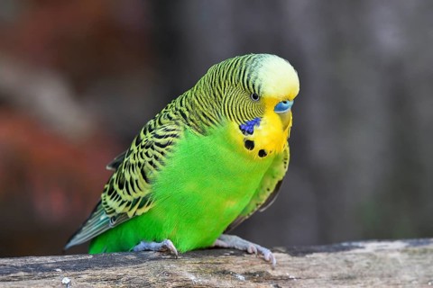Wild green Budgie (Melopsittacus undulatus), male, sitting on a branch, Origin Australia, captive,