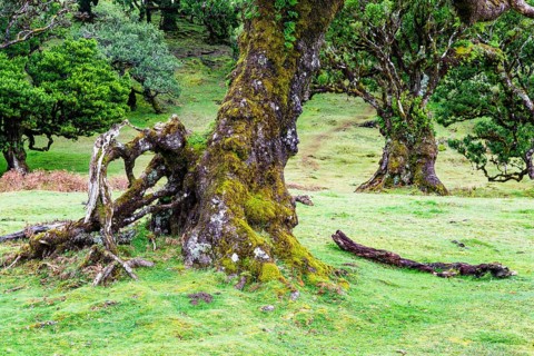 Moss and plant covered ancient laurel trees, Old laurel forest, stinkwood (Ocotea foetens),