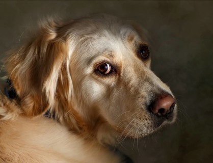 Portrait of a Golden Retriever Dog